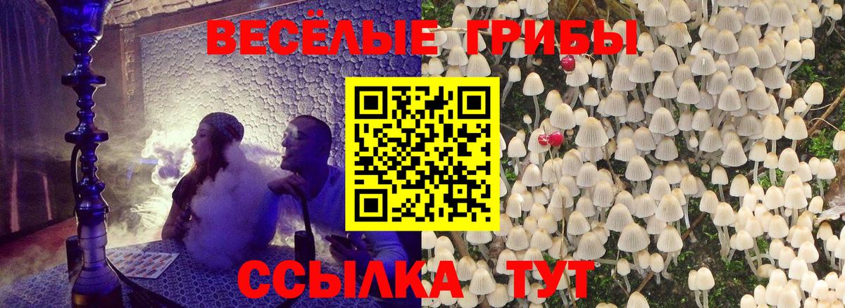 Псилоцибиновые грибы Psilocybe Темрюк